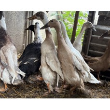 Khaki Campbell X Runner Duck EGGS